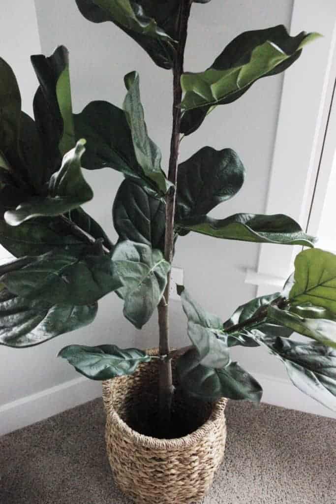realistic faux fiddle leaf from QVC